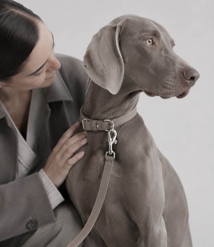 Grey dog wearing VELLUN collar